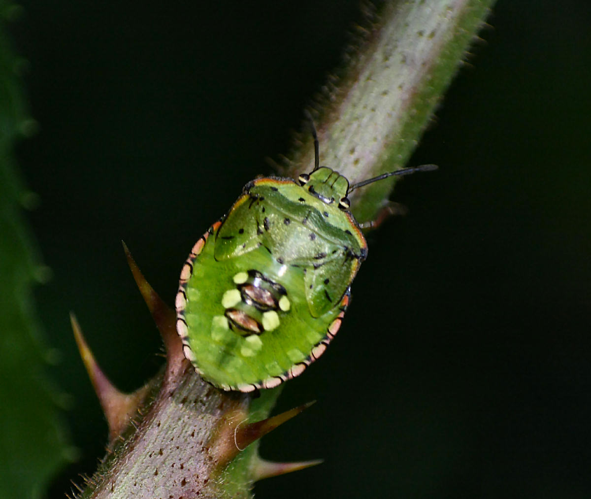 Pentatomidae: ninfa di Nezara viridula della Lombardia (MI)